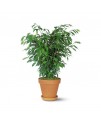 Ficus Bush